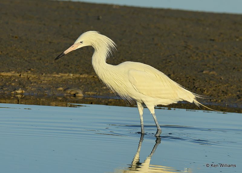 Reddish Egret, white morph, S. Padre Island, TX, 4_13_2023a_0L0A8775.jpg