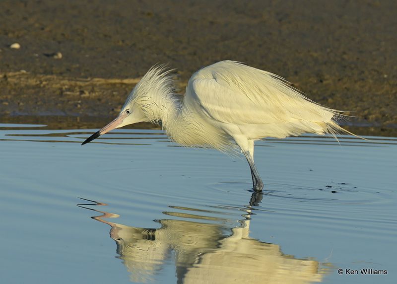 Reddish Egret, white morph, S. Padre Island, TX, 4_13_2023a_0L0A8789.jpg