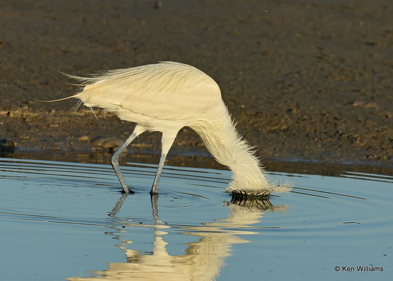 Reddish Egret, white morph, S. Padre Island, TX, 4_13_2023a_0L0A8795.jpg