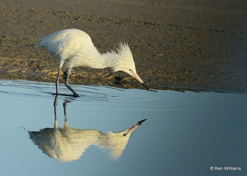Reddish Egret, white morph, S. Padre Island, TX, 4_13_2023a_0L0A8825.jpg