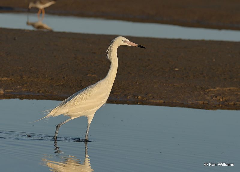 Reddish Egret, white morph, S. Padre Island, TX, 4_13_2023a_0L0A8868.jpg