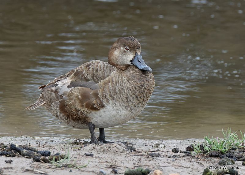 Redhead female, Laguna Vista, TX, 4_9_2023a_0L0A3073.jpg