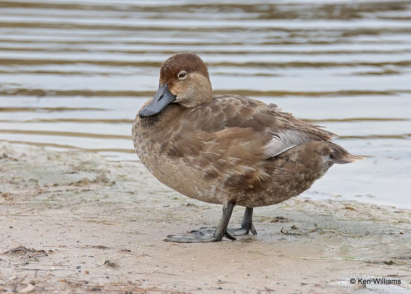 Redhead female, Laguna Vista, TX, 4_9_2023a_0L0A3108.jpg
