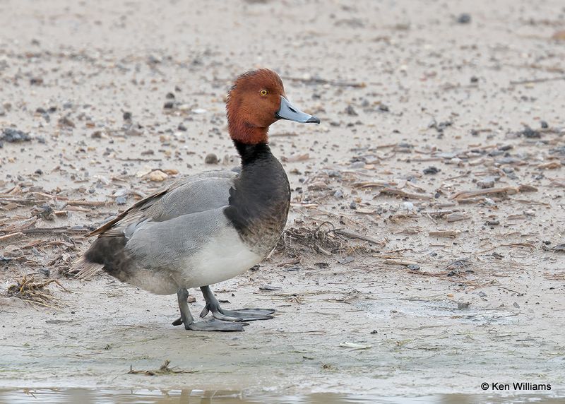 Redhead male, Laguna Vista, TX, 4_9_2023a_0L0A3033.jpg
