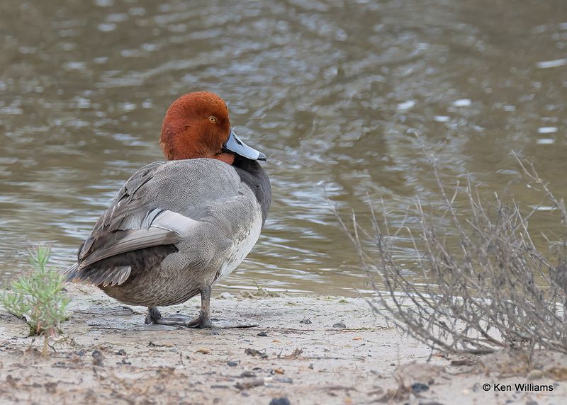 Redhead male, Laguna Vista, TX, 4_9_2023a_0L0A3084.jpg