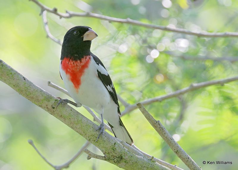 Rose-breasted Grosbeak male, S. Padre Island, TX, 4_11_2023a_0L0A6083.jpg