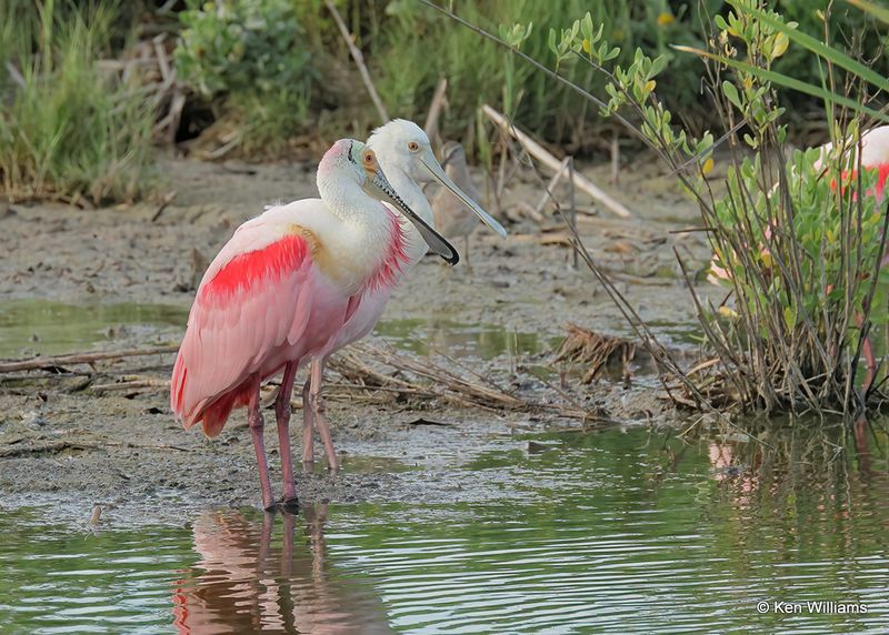 Roseate Spoonbills, Port Aransas, TX, 4_13_2023a_0L0A0584.jpg