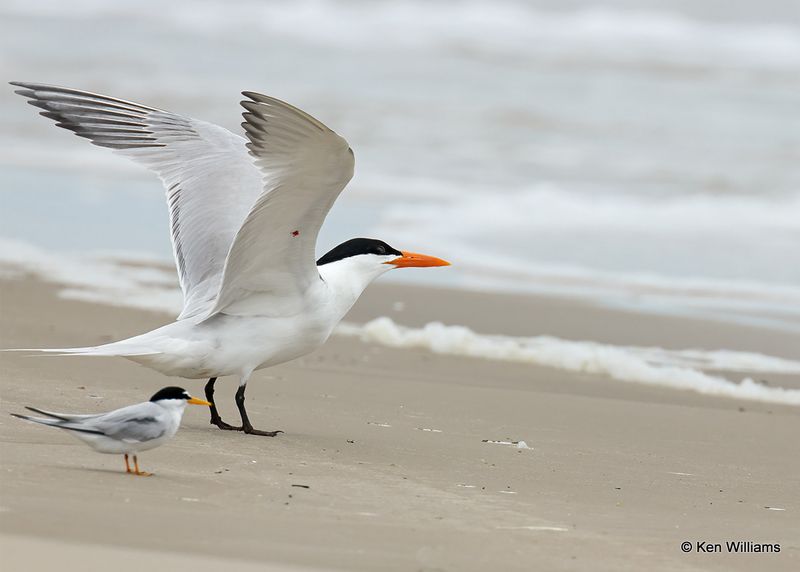 Royal & Least Terns, Surfside Beach, TX, 4_14_2023a_0L0A1716.jpg