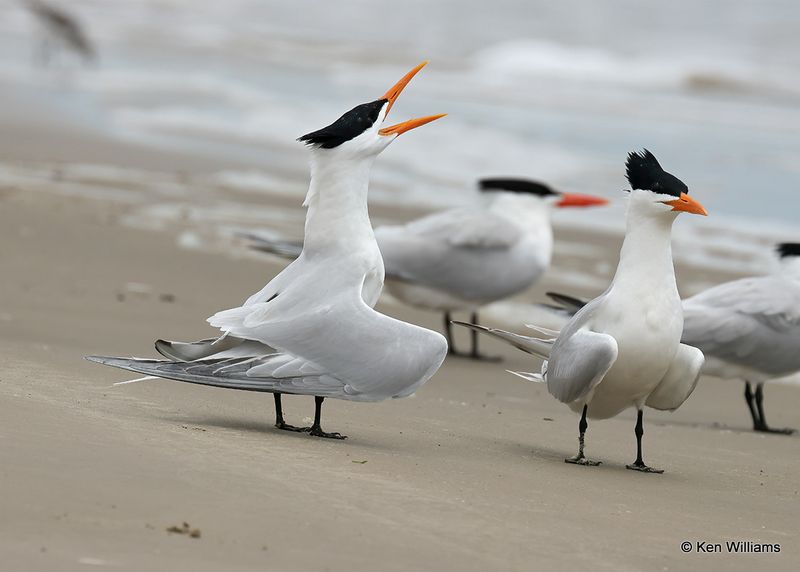 Royal Tern, Surfside Beach, TX, 4_14_2023a_0L0A1739.jpg