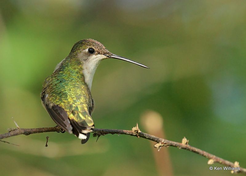 Ruby-throated Hummingbird female, S. Padre Island, TX, 4_13_2023a_0L0A9286.jpg