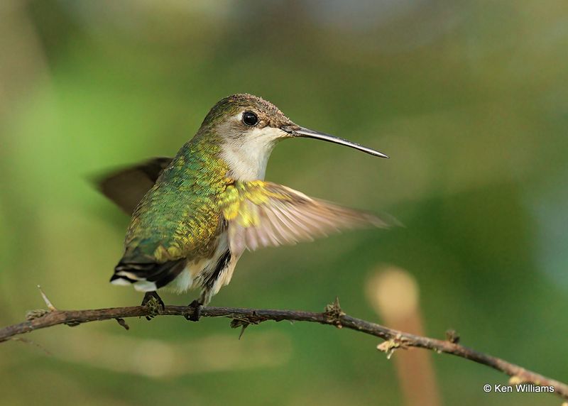 Ruby-throated Hummingbird female, S. Padre Island, TX, 4_13_2023a_0L0A9287.jpg
