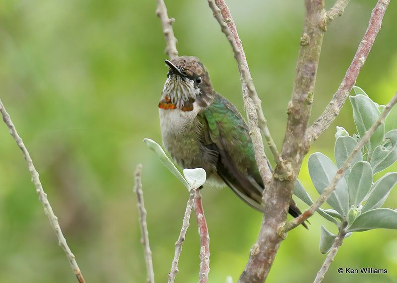Ruby-throated Hummingbird immature male, Laguna Vista, TX, 4_9_2023a.0L0A3160.jpg