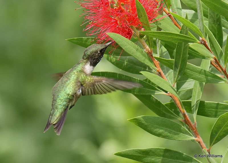 Ruby-throated Hummingbird male, S. Padre Island, TX, 4_9_2023a_0L0A3739.jpg