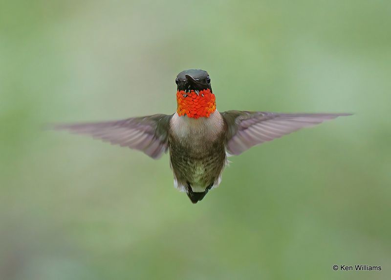 Ruby-throated Hummingbird male, S. Padre Island, TX, 4_9_2023a_0L0A4322.jpg