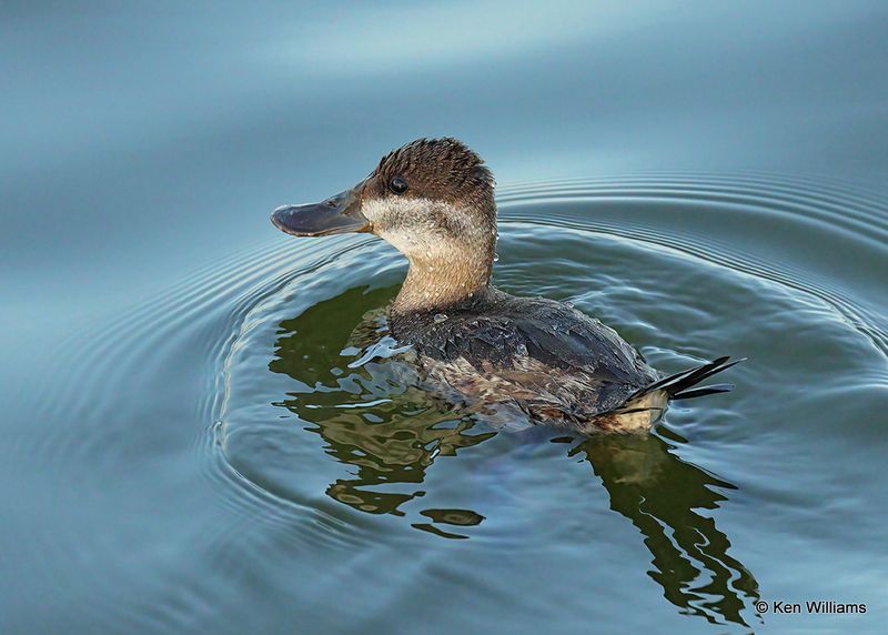 Ruddy Duck female, Port Aransas, TX, 4_14_2023a_0L0A1117.jpg