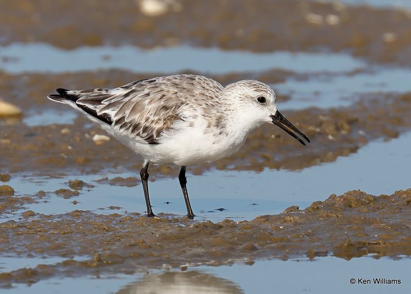 Sanderling non breeding plumage, S. Padre Island, TX, 4_12_2023a_0L0A7344.jpg