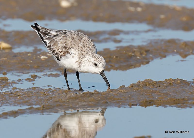 Sanderling non breeding plumage, S. Padre Island, TX, 4_12_2023a_0L0A7346.jpg