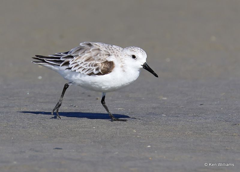 Sanderling non breeding plumage, S. Padre Island, TX, 4_12_2023a_0L0A7433.jpg