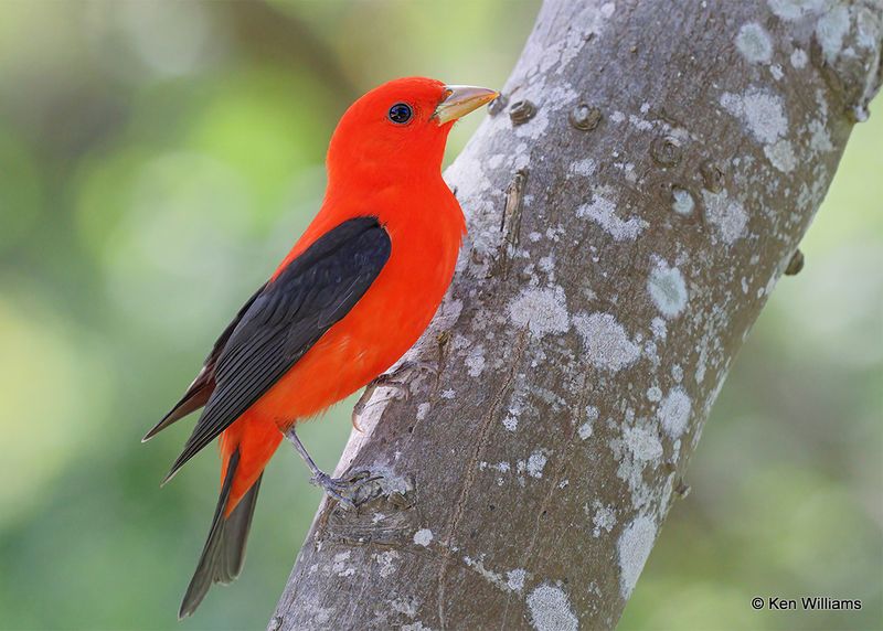 Scarlet Tanager male, S. Padre Island, TX, 4_12_2023a_0L0A8206.jpg