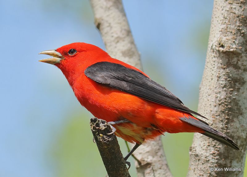 Scarlet Tanager, S. Padre Island, TX, 4_11_2023a_0L0A6606.jpg
