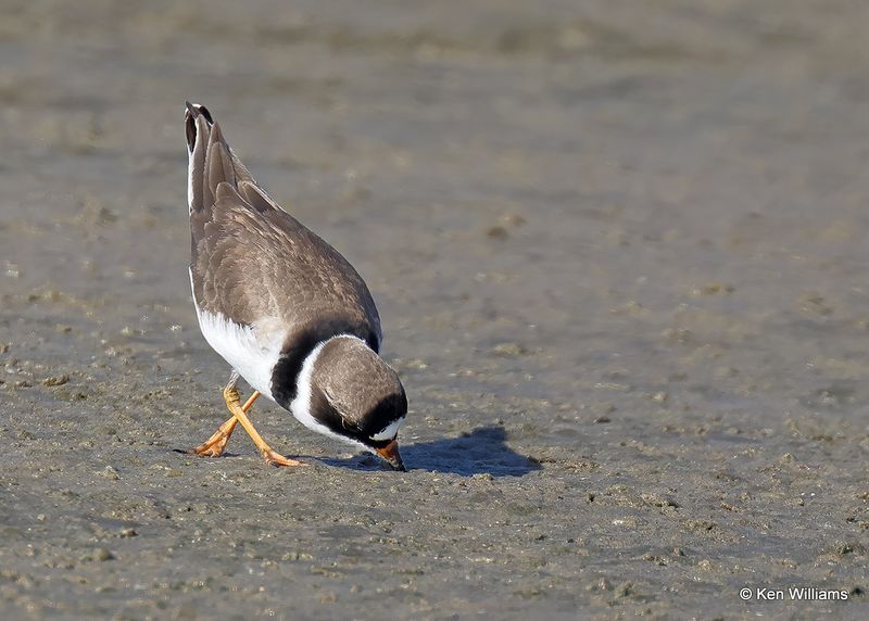 Semipalmated Plover, S. Padre Island, TX, 4_13_2023a_0L0A9393.jpg