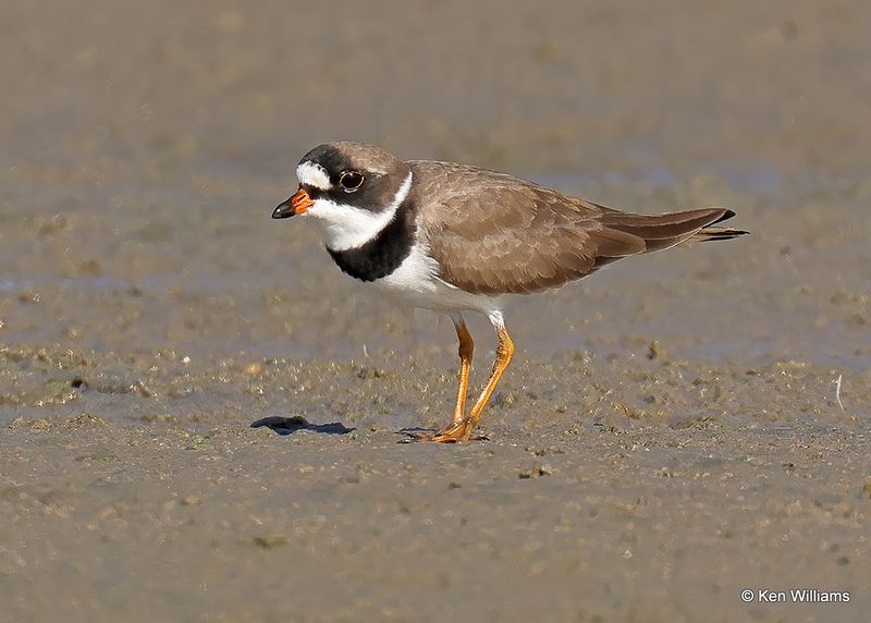 Semipalmated Plover, S. Padre Island, TX, 4_13_2023a_0L0A9434.jpg
