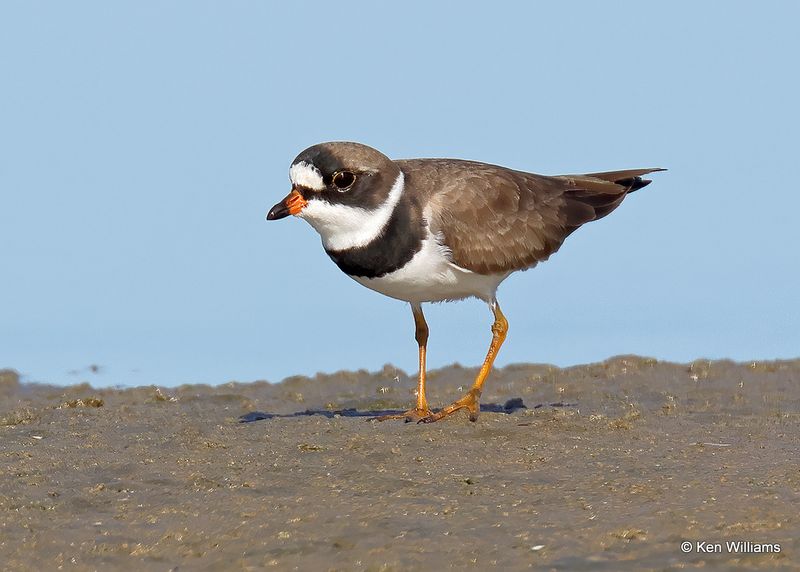 Semipalmated Plover, S. Padre Island, TX, 4_13_2023a_0L0A9462.jpg