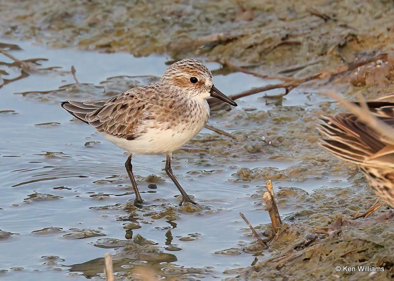 Semipalmated Sandpiper, Port Aransas, TX, 4_13_2023a_0L0A0876.jpg