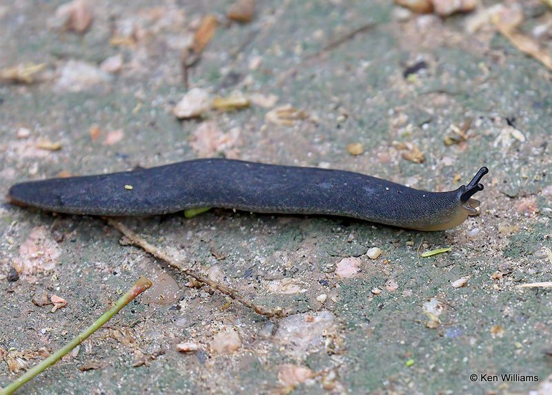 Black Velvet Leatherleaf Slug, Edinburg Scenic Wetlands, TX, 4_6_2023a.0L0A1679.jpg