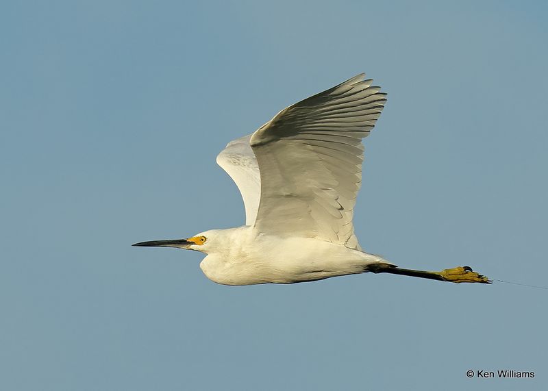 Snowy Egret, Port Aransas, TX, 4_14_2023a_0L0A1415.jpg