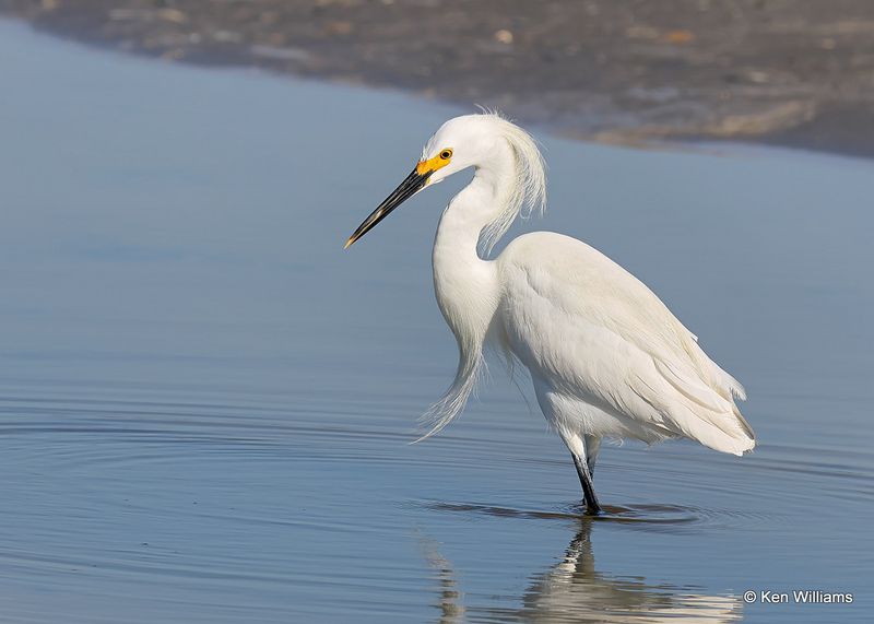 Snowy Egret, S. Padre Island, TX, 4_12_2023A_0L0A7280.jpg