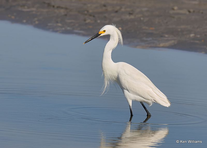 Snowy Egret, S. Padre Island, TX, 4_12_2023a_0L0A7284.jpg