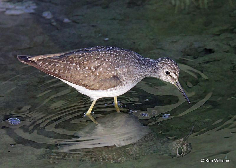 Solitary Sandpiper, Port Aransas, TX, 4_13_2023a_0L0A0886.jpg