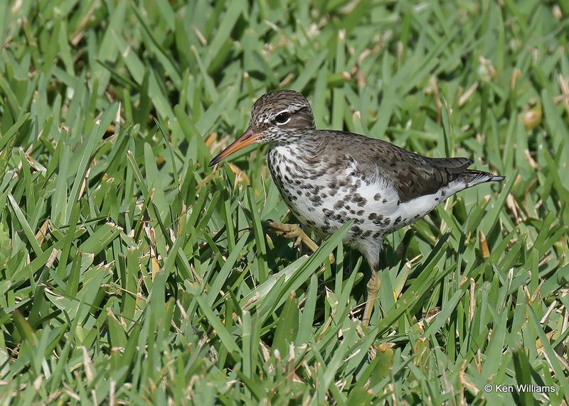 Spotted Sandpiper, S. Padre Island, TX, 4_12_2023a_0L0A8641.jpg