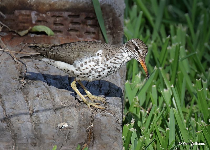 Spotted Sandpiper, S. Padre Island, TX, 4_12_2023a_0L0A8678.jpg