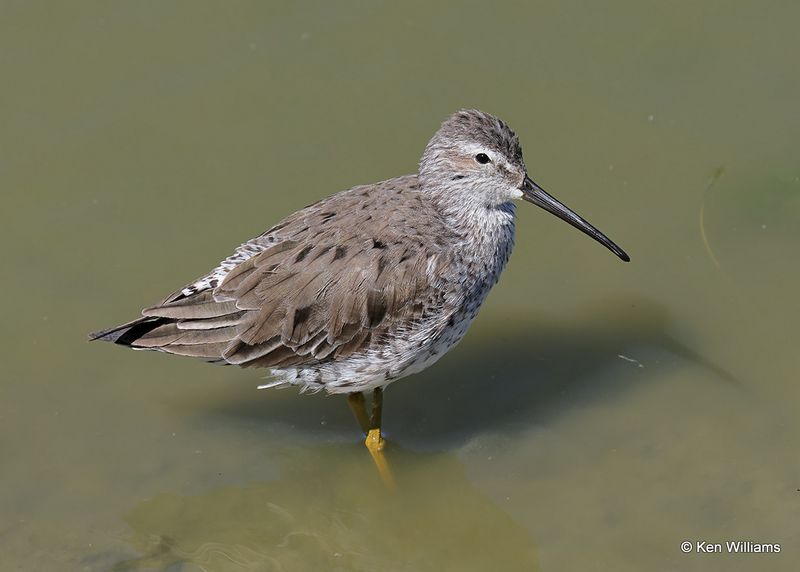 Stilt Sandpiper, Port Aransas, TX, 4_13_2023a_0L0A9796.jpg