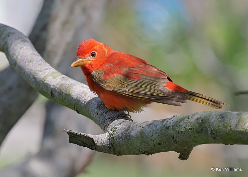Summer Tanager male, S. Padre Island, TX, 4_12_2023a_0L0A8242.jpg