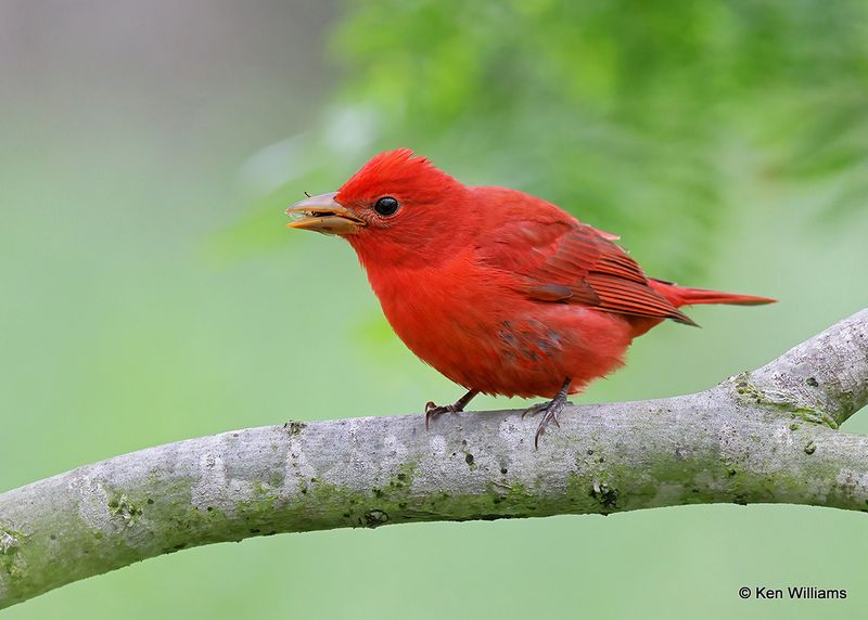 Summer Tanager male, S. Padre Island, TX, 4_9_2023a_0L0A3508.jpg