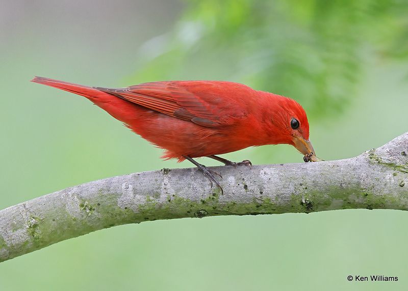 Summer Tanager male, S. Padre Island, TX, 4_9_2023a_0L0A3516.jpg