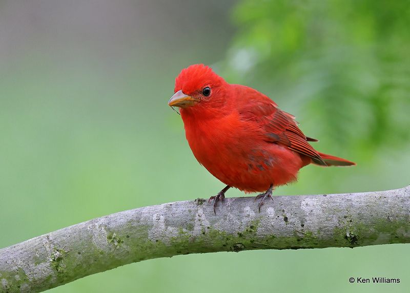 Summer Tanager male, S. Padre Island, TX, 4_9_2023a_0L0A3528.jpg