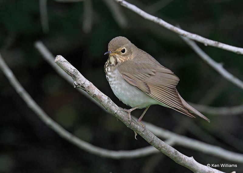 Swainson's Thrush, S. Padre Island, TX, 4_9_2023a_0L0A4540.jpg