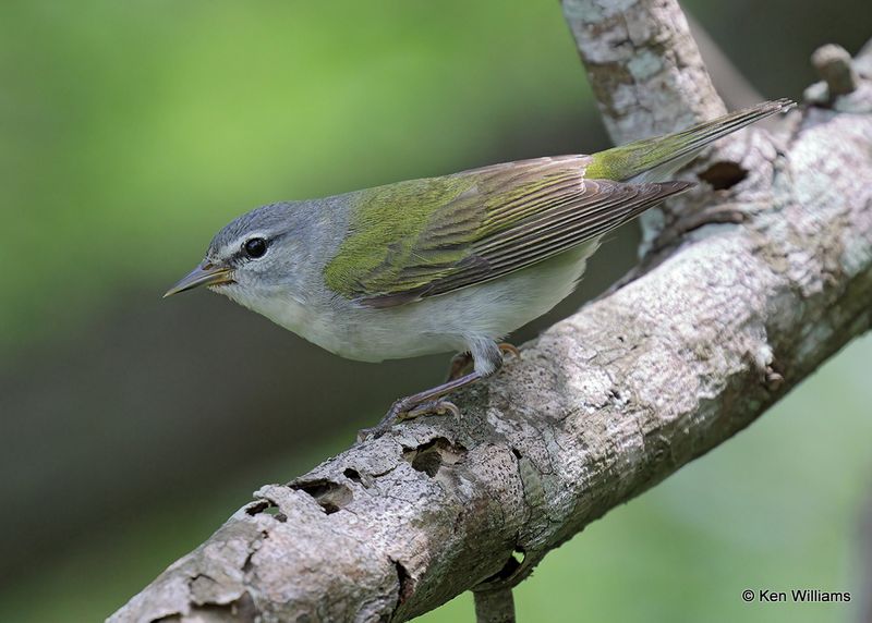 Tennessee Warbler, S. Padre Island, TX, 4_10_2023a_0L0A5235.jpg