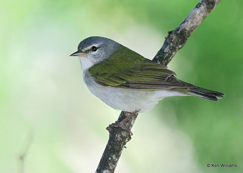 Tennessee Warbler, S. Padre Island, TX, 4_11_2023a_0L0A6153.jpg