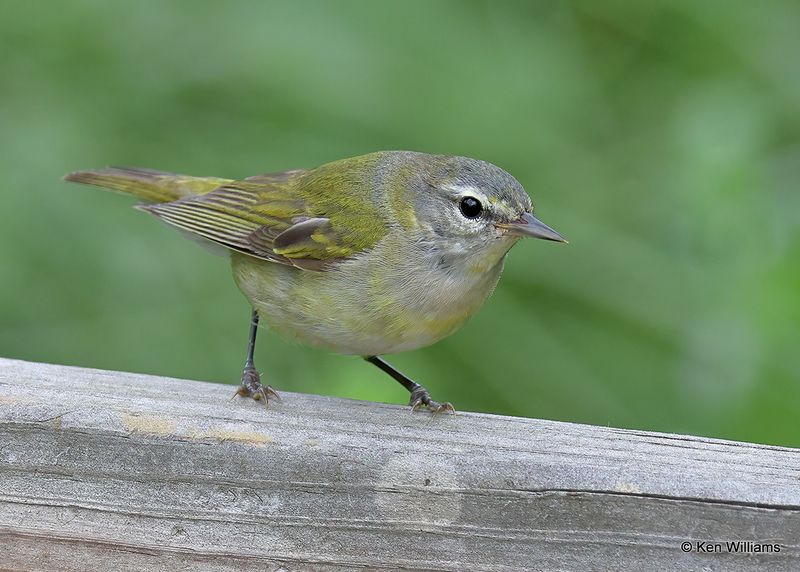 Tennessee Warbler, S. Padre Island, TX, 4_9_2023a_0L0A4249.jpg