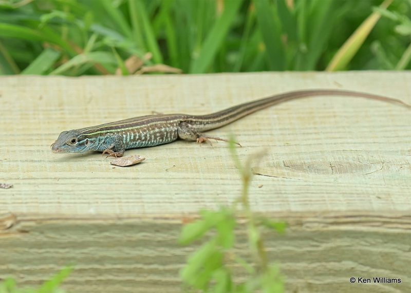 Texas Spotted Whiptail -Cnemidophorus gularis, S. Padre Island, TX, 4_9_2023a_0L0A4233.jpg
