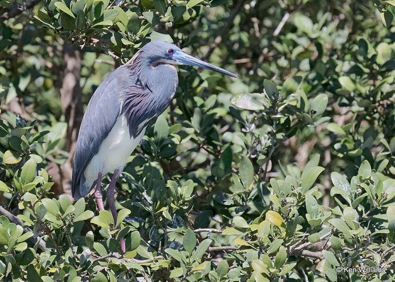 Tricolored Heron, S. Padre Island, TX, 4_12_2023a_0L0A7852.jpg