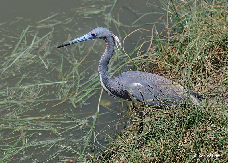Tricolored Heron, S. Padre Island, TX, 4_12_2023a_0L0A7876.jpg