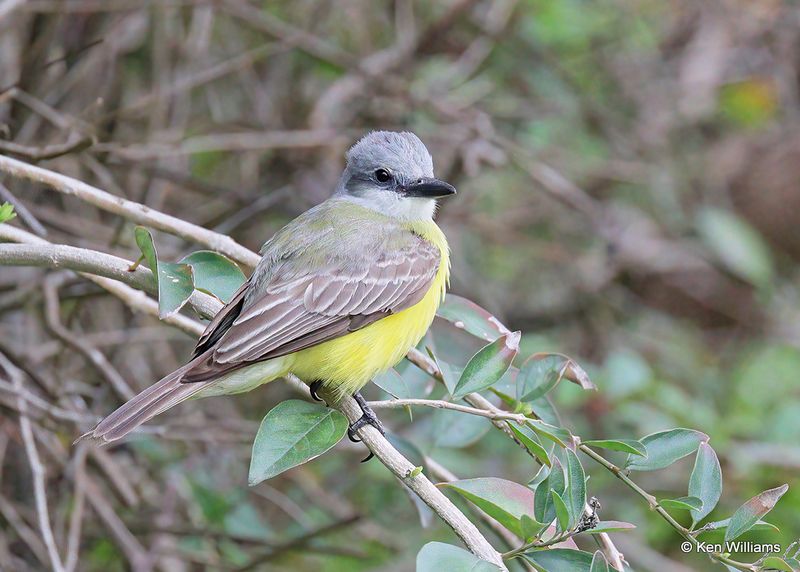 Tropical Kingbird, S. Padre Island, TX, 4_9_2023a_0L0A4690.jpg