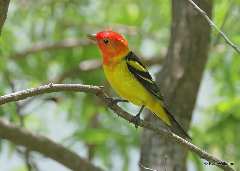 Western Tanager, S. Padre Island, TX, 4_12_2023a_0L0A7908.jpg