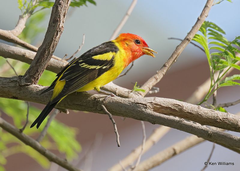 Western Tanager, S. Padre Island, TX, 4_12_2023a_0L0A8501.jpg